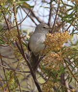 Image of Lantz's Brush-warbler