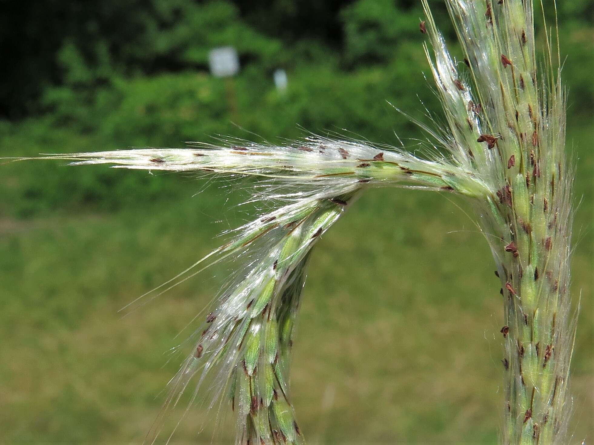 Imagem de Bothriochloa longipaniculata (Gould) Allred & Gould