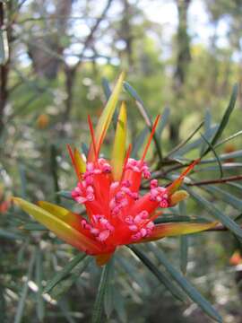 Image of Lambertia formosa Sm.