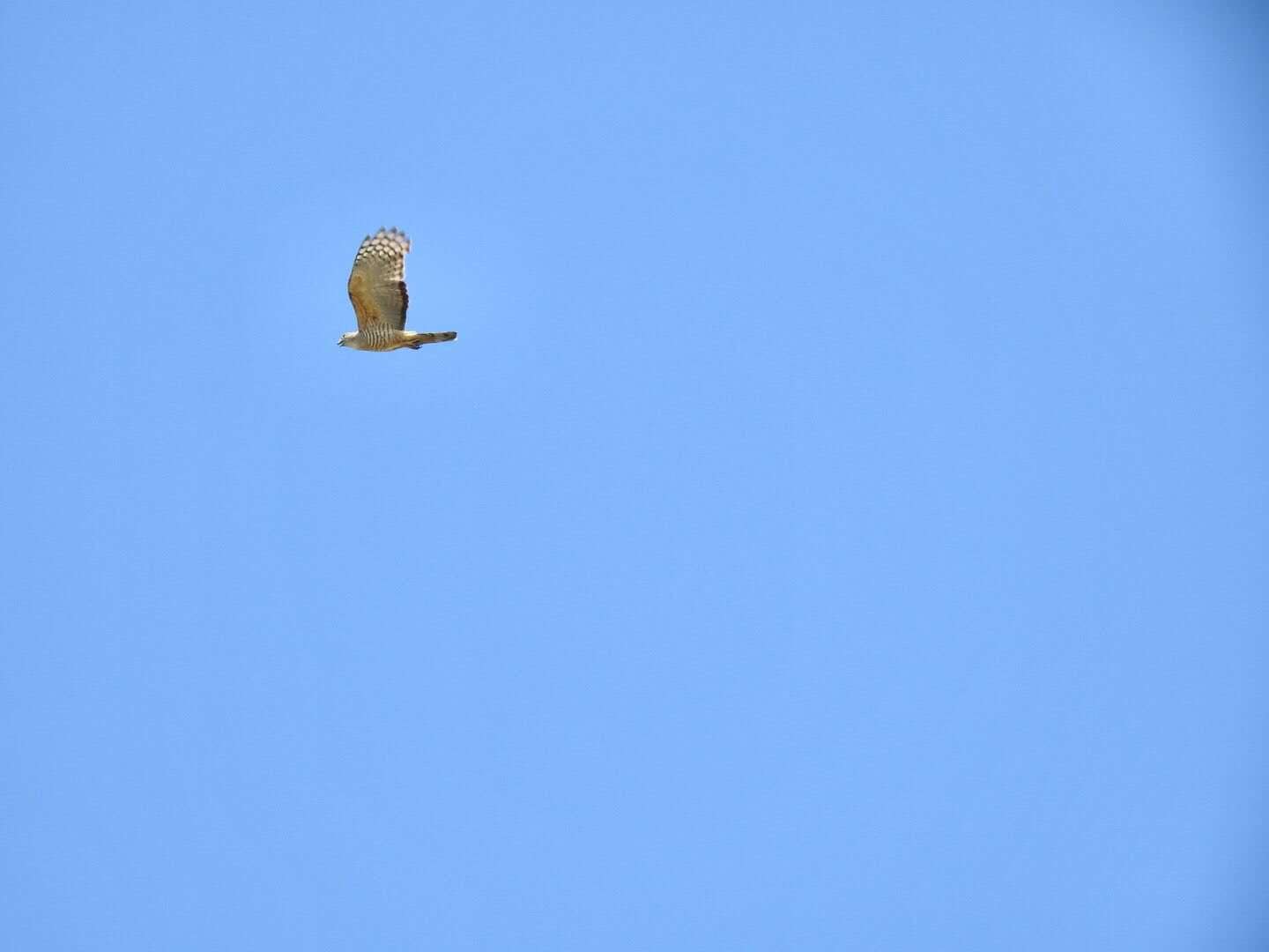 Image of Pacific Baza