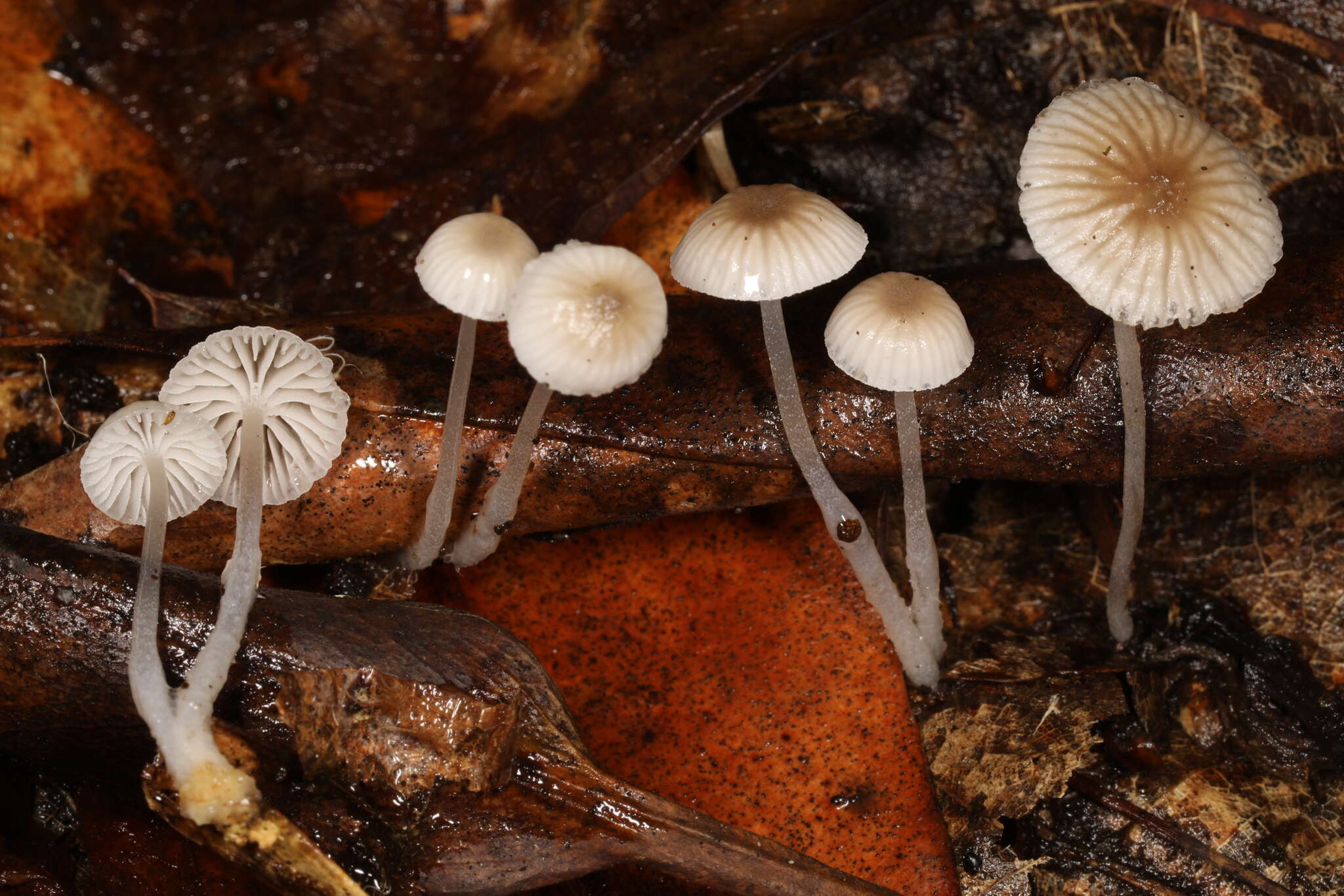 Image of Mycena odorifera (Peck) Sacc. 1887