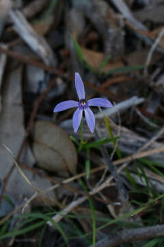 Plancia ëd Pheladenia