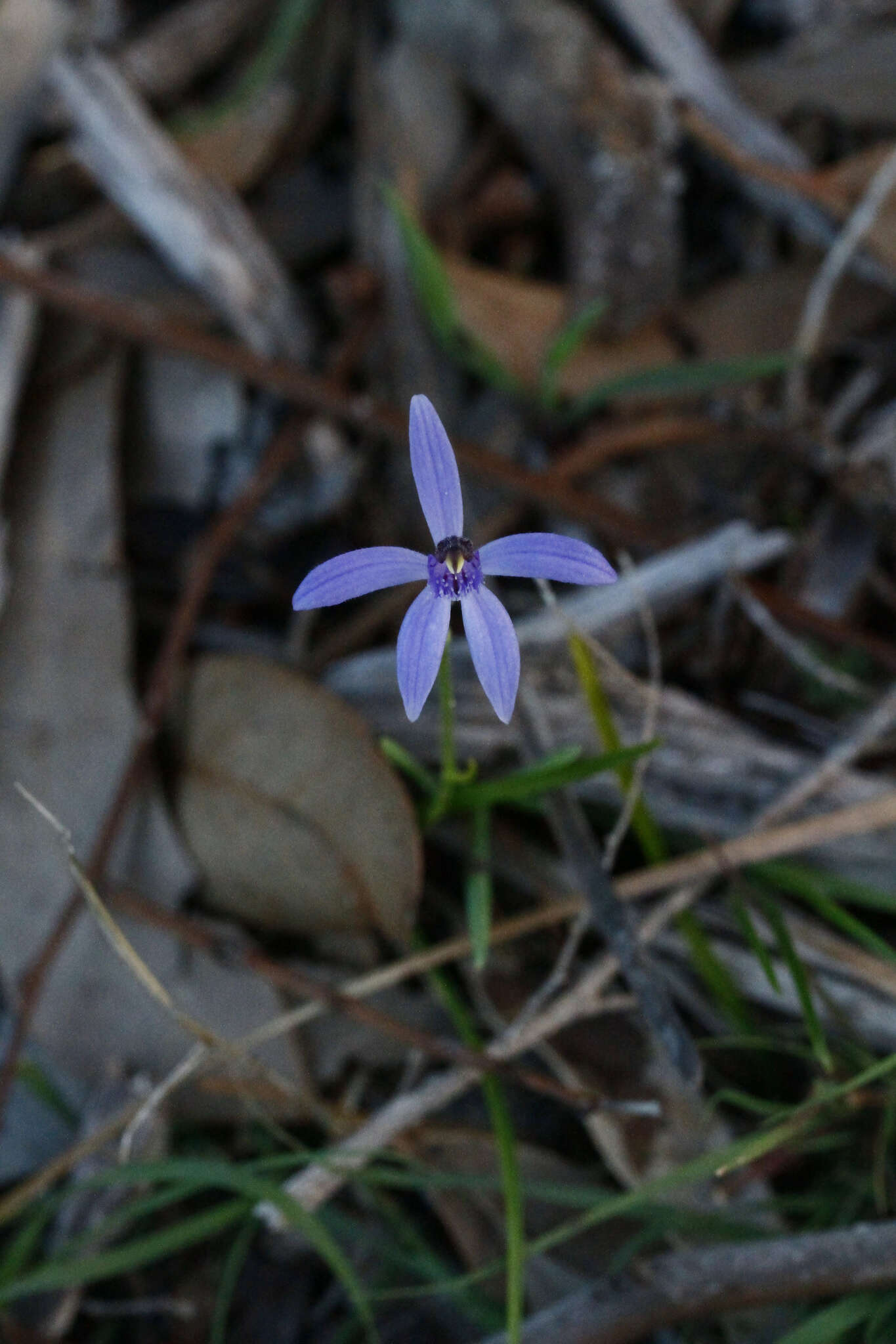 Plancia ëd Pheladenia