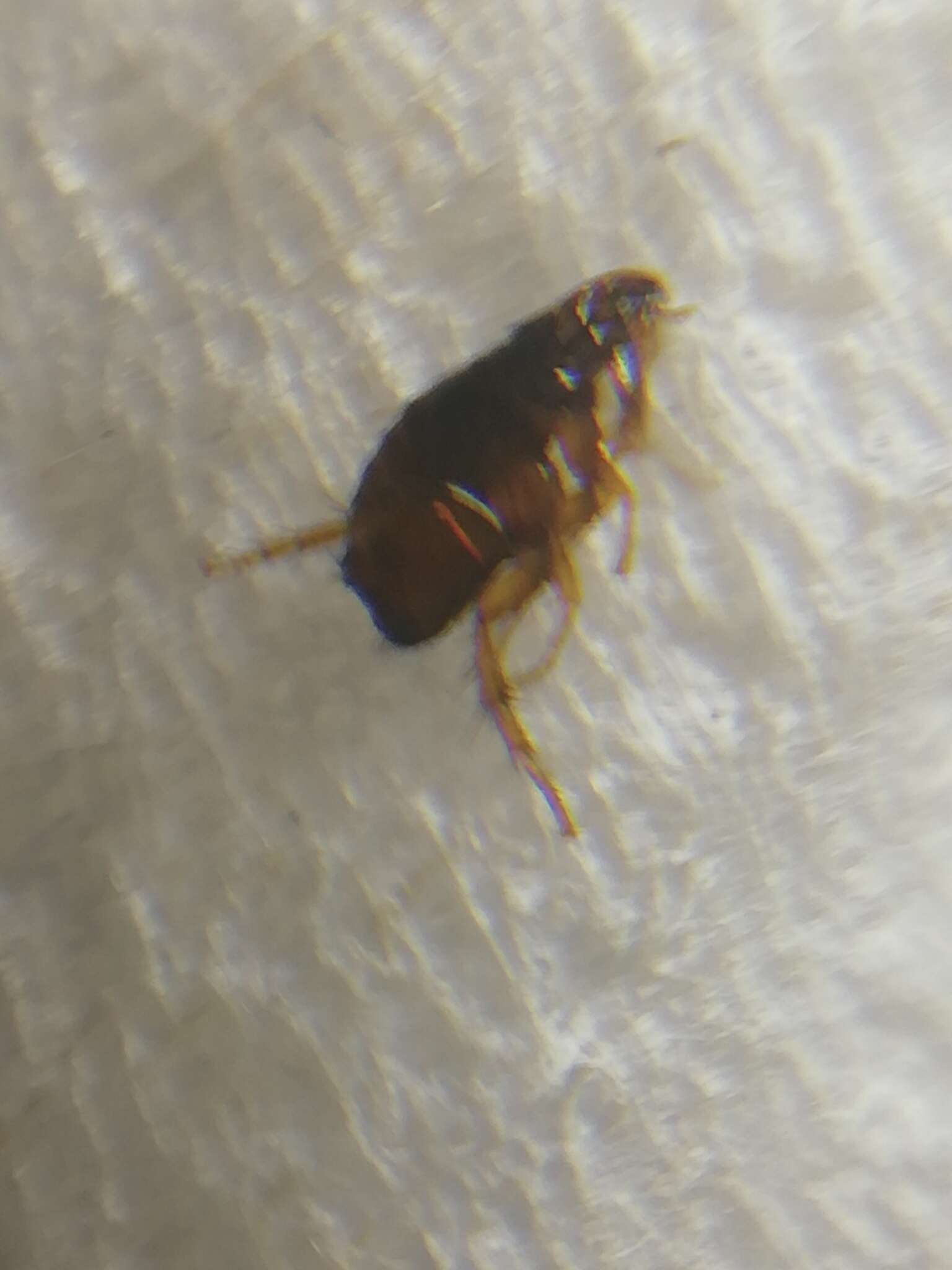 Image of Dog flea