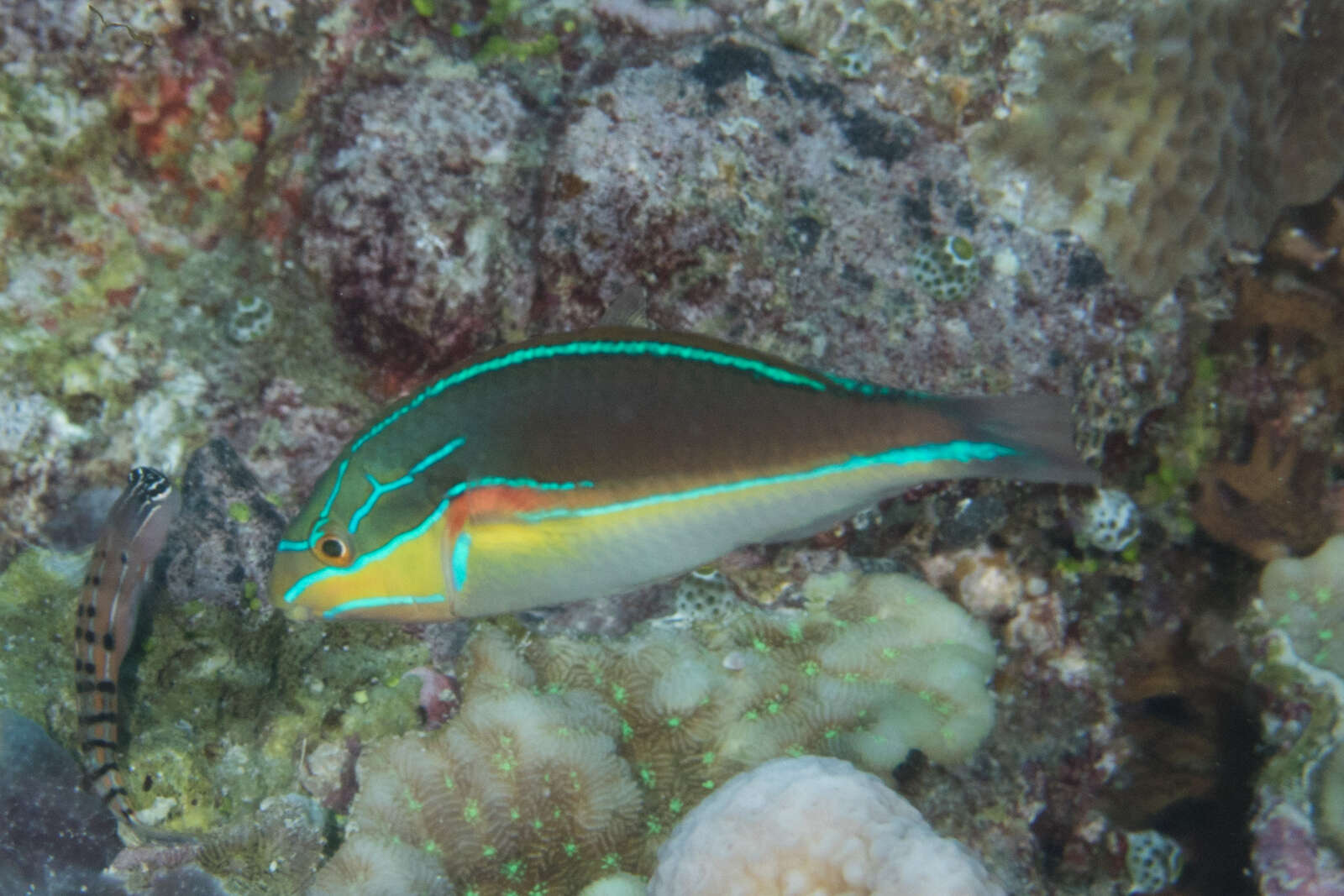 Image of Red-shoulder wrasse