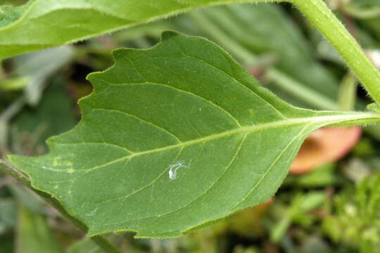 Image of Green Nightshade
