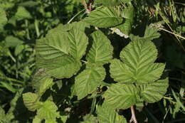 Image of loganberry
