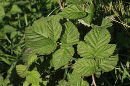 Слика од Rubus loganobaccus L. H. Bailey