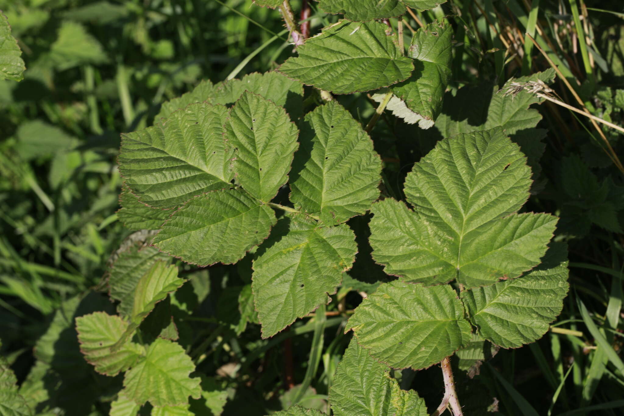 Sivun Rubus loganobaccus L. H. Bailey kuva