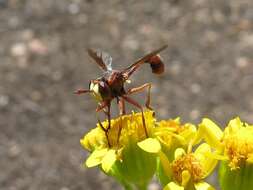 صورة Physocephala burgessi (Williston 1882)