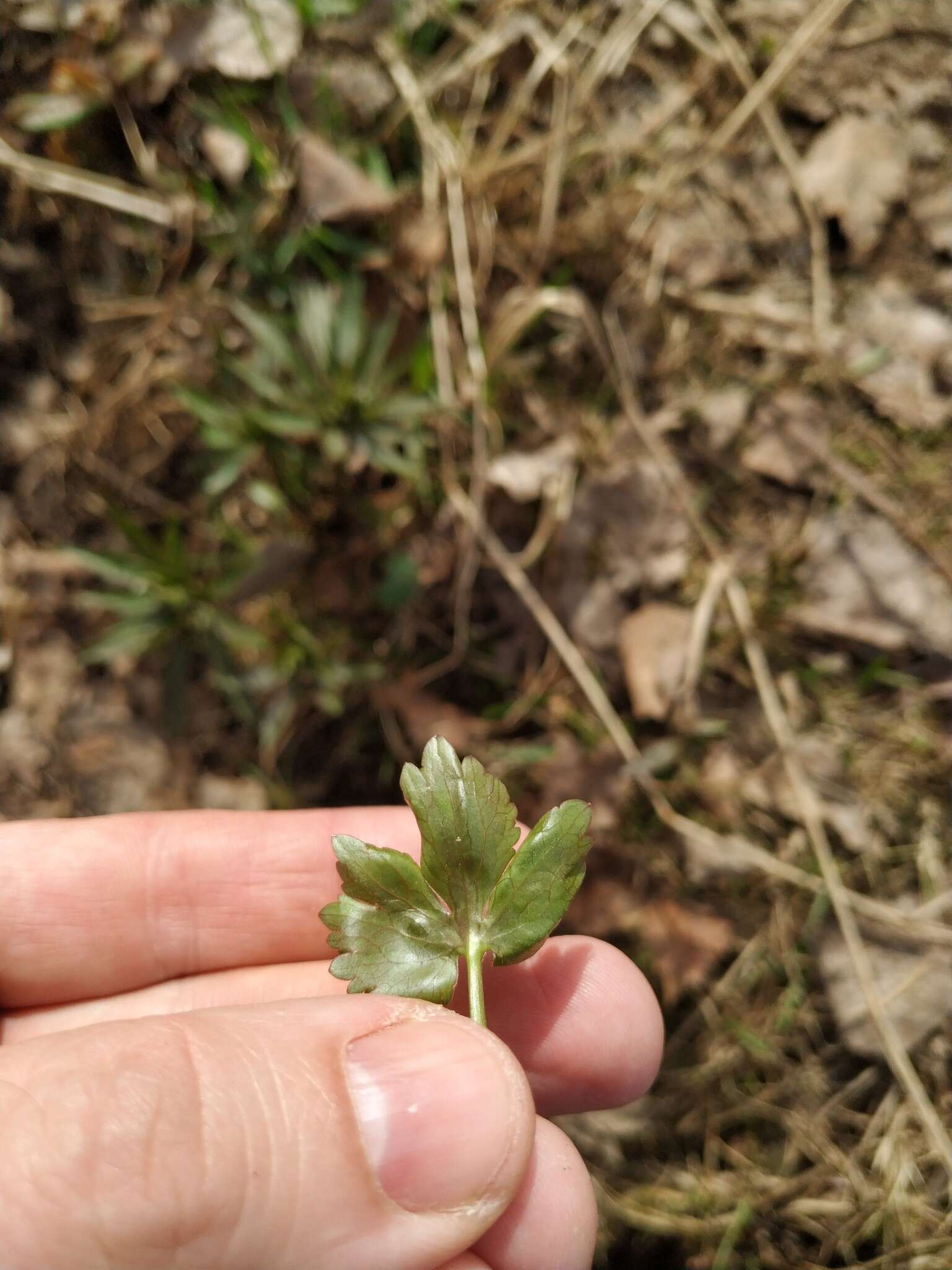 صورة Ranunculus fallax (Wimmer & Grab.) Schur