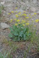 Image of barestem biscuitroot