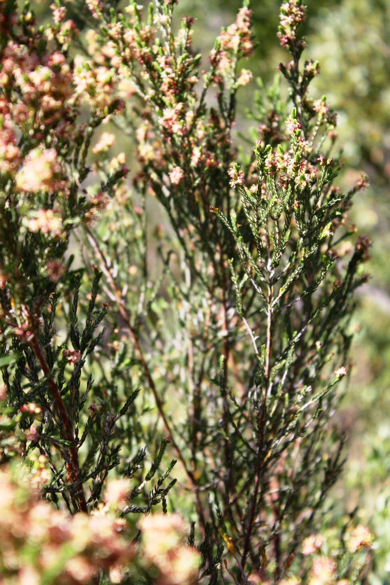 Image of Passerina corymbosa Eckl. ex C. H. Wright