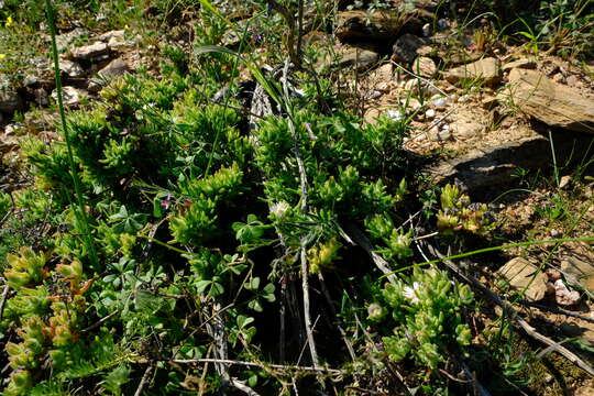 Imagem de Drosanthemum hispifolium (Haw.) Schwant.