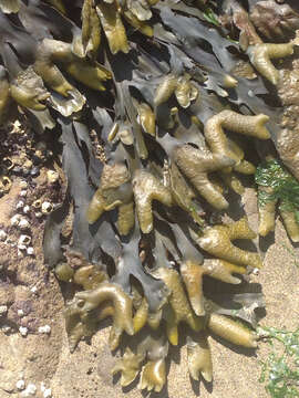 Image of Fucus distichus