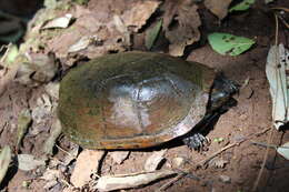 Image of Mexican Mud Turtle