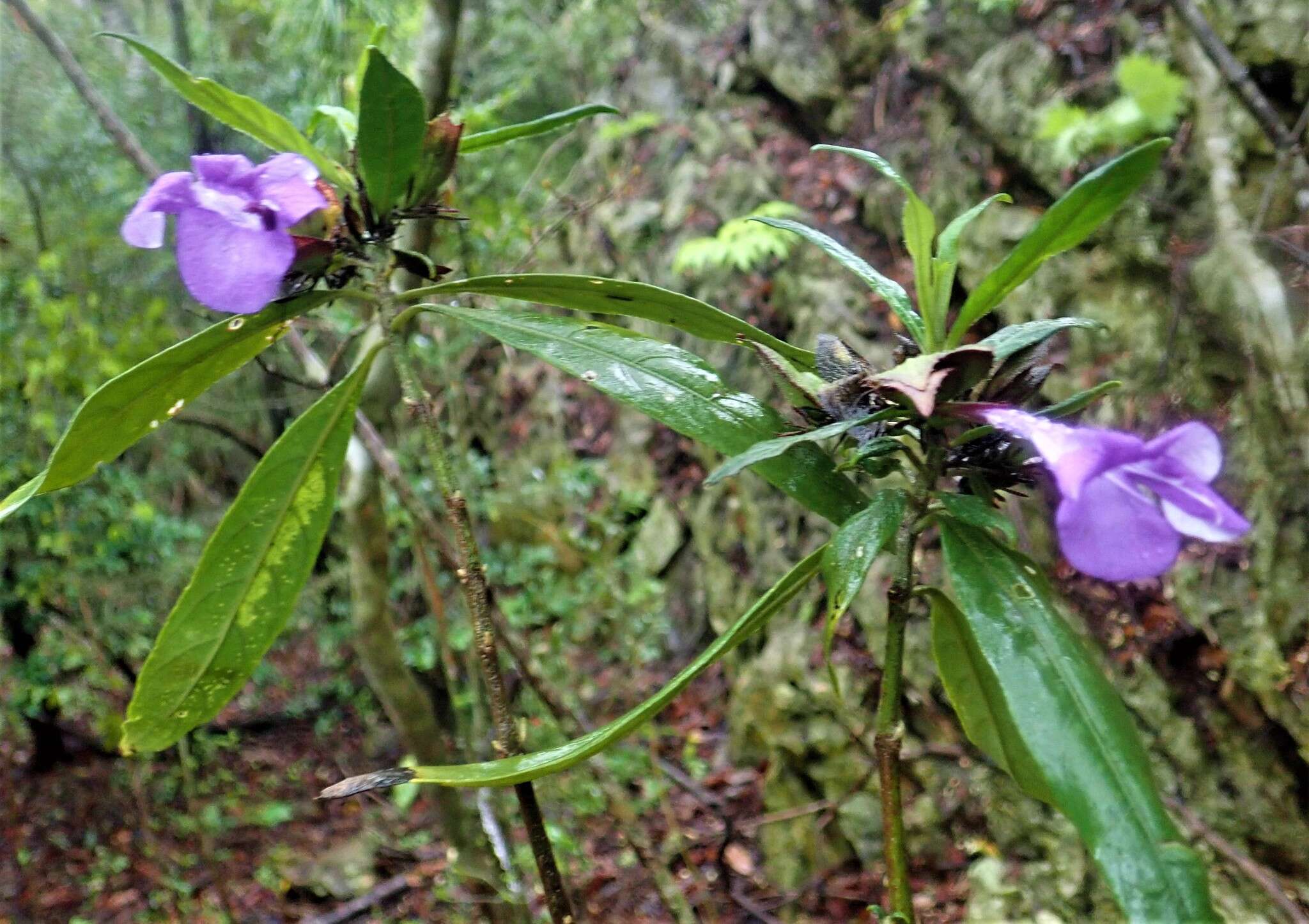 Imagem de Barleria paucidentata Benoist