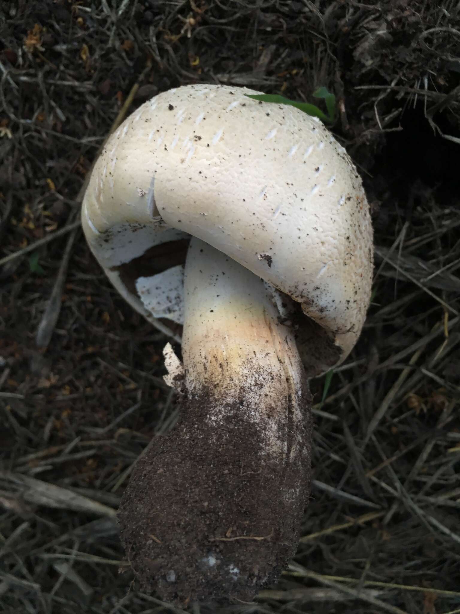 Plancia ëd Agaricus urinascens (Jul. Schäff. & F. H. Møller) Singer 1951