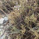 Image of Fall Rhodian Garlic