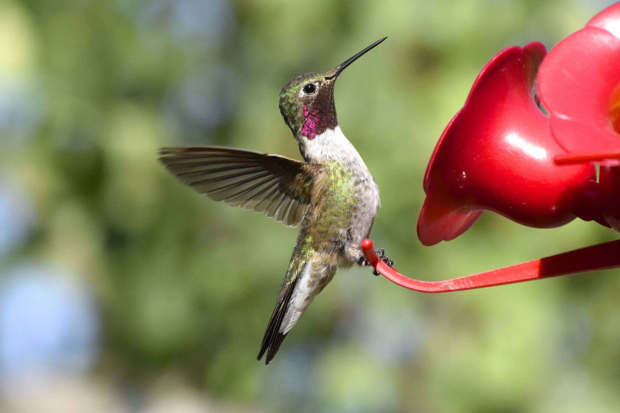 Image of Broad-tailed Hummingbird