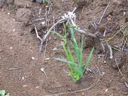 Image of Freesia laxa subsp. azurea (Goldblatt & Hutchings) Goldblatt & J. C. Manning