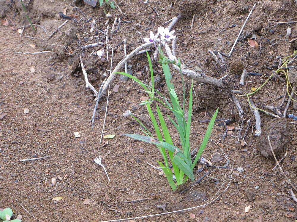 Image of Freesia laxa subsp. azurea (Goldblatt & Hutchings) Goldblatt & J. C. Manning