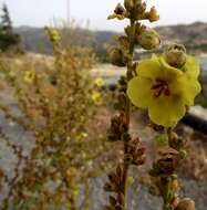 Image of wavyleaf mullein