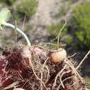 Eriospermum vermiforme Marloth ex P. L. Perry的圖片