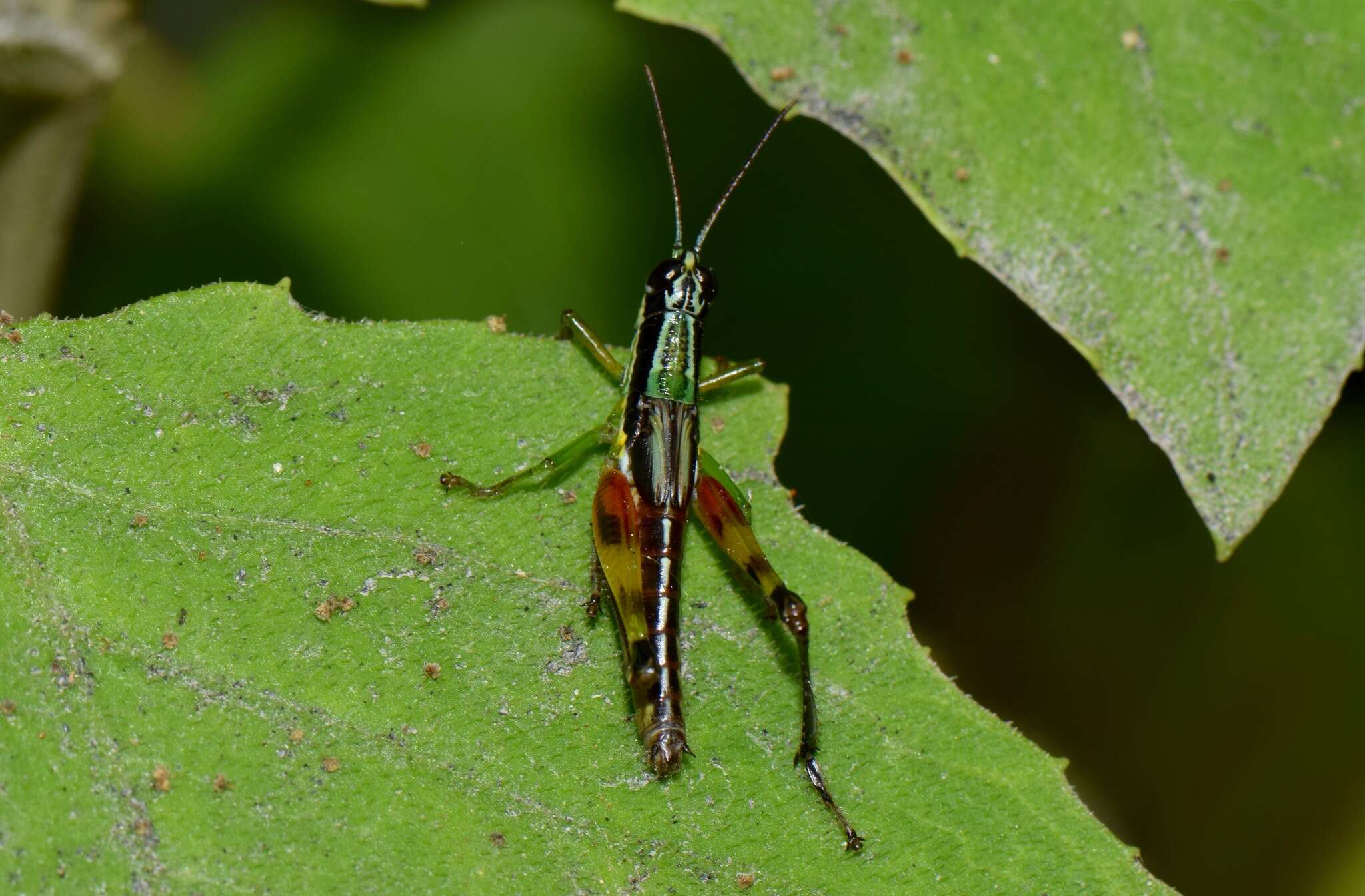 Image of Stenopola boliviana (Rehn & J. A. G. 1913)