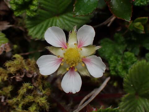 Image of Fragaria nilgerrensis subsp. nilgerrensis