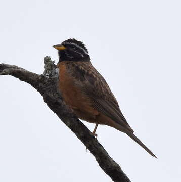 Image of Emberiza tahapisi tahapisi Smith & A 1836