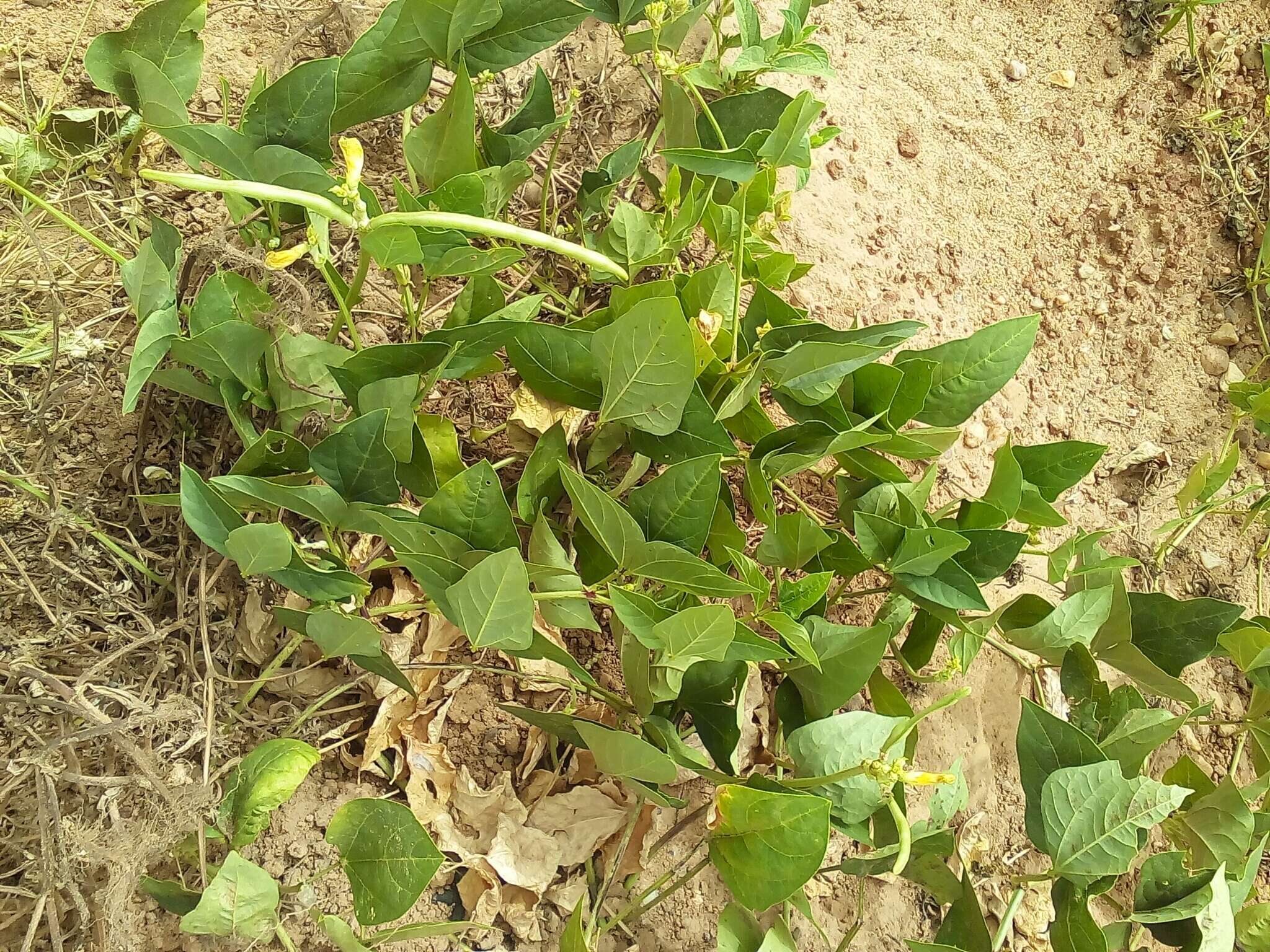 Image of kidney bean