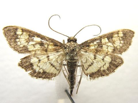 Image of <i>Diacme adipaloides</i>