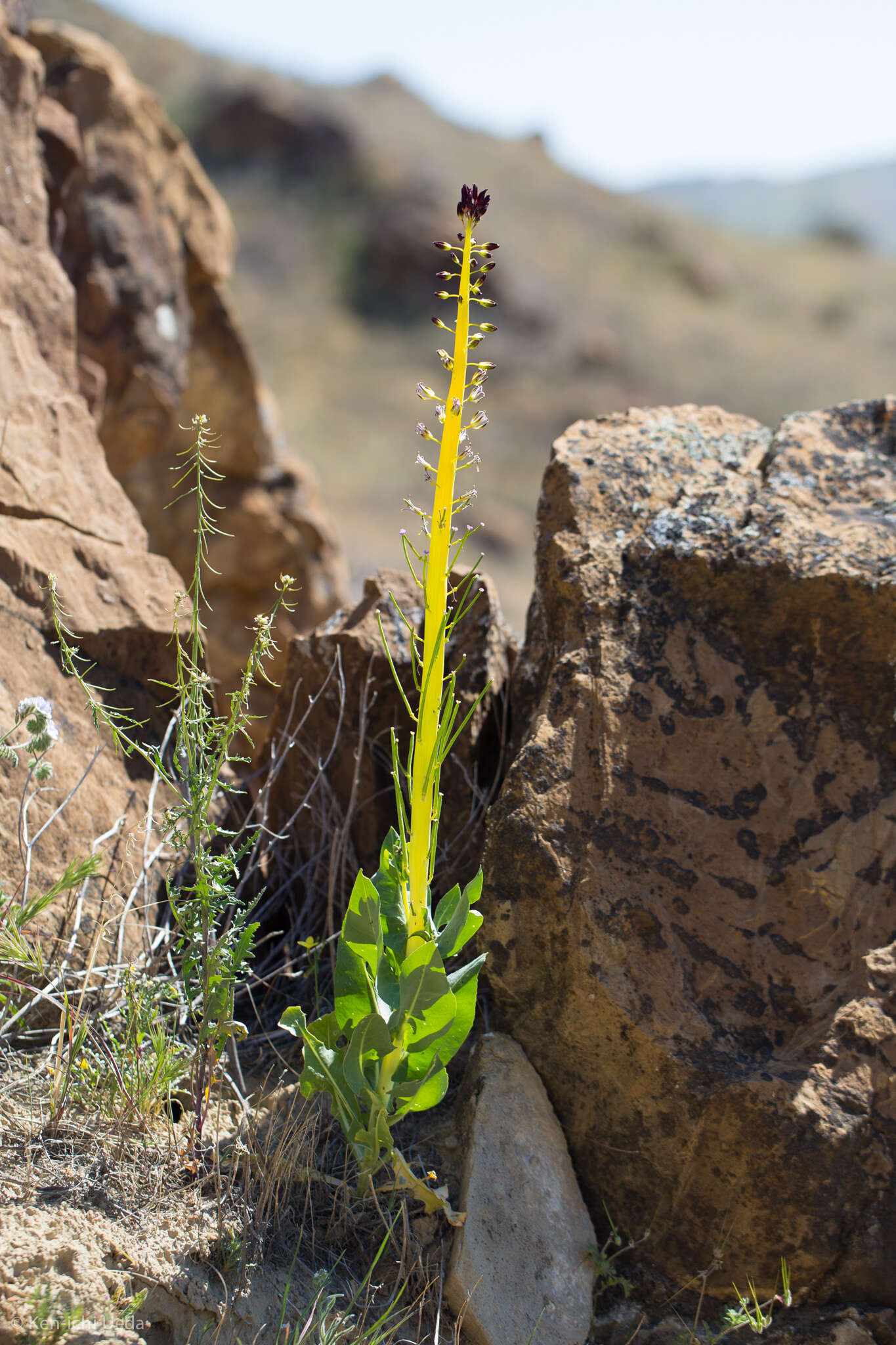 Image of desert candle