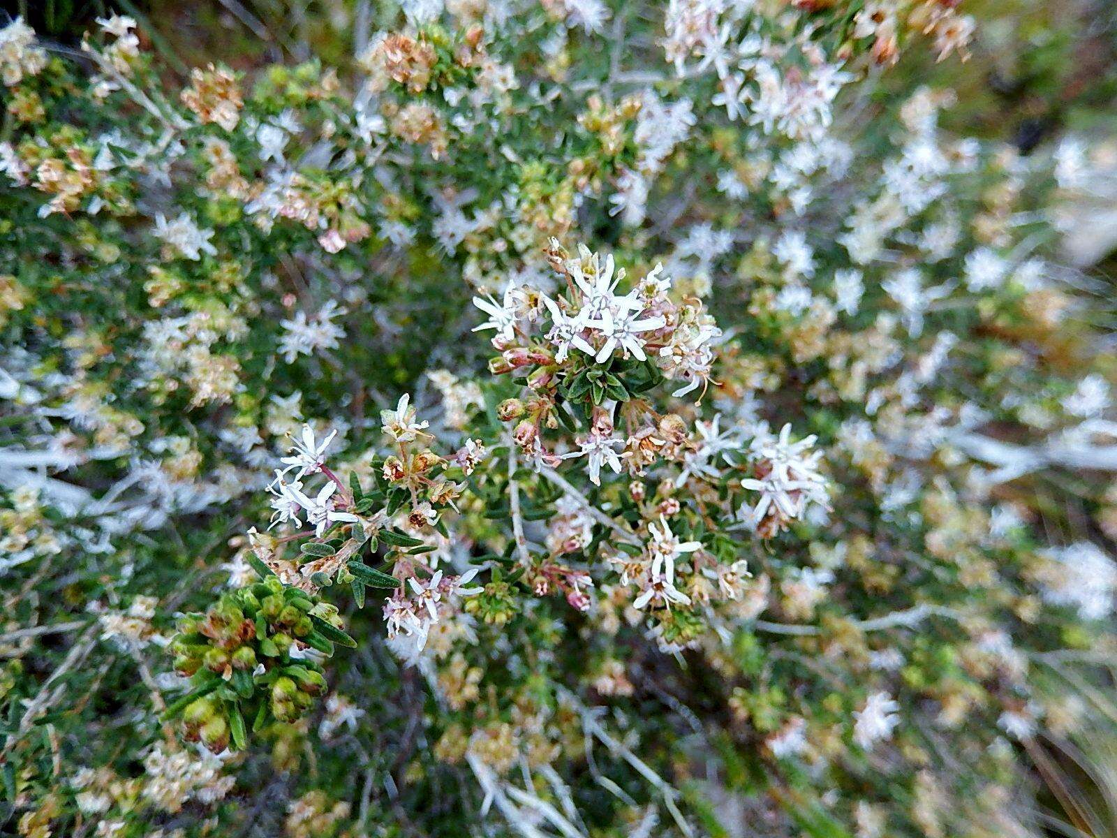 Image of Agathosma foetidissima (Bartl. & Wendl.) Steud.