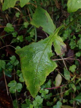 Image of Paraprenanthes melanantha (Franch.) Ze H. Wang