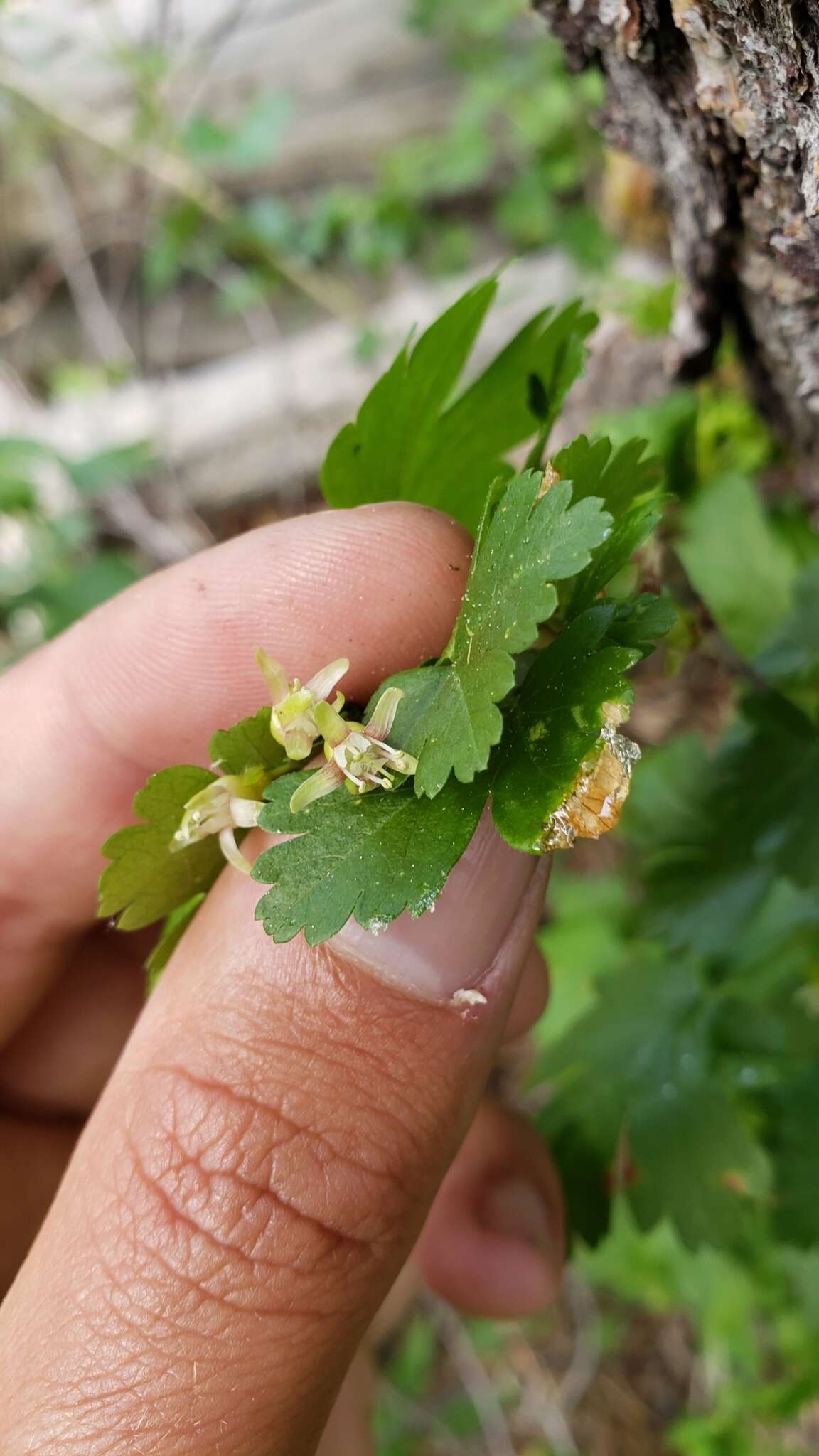 Image of Ribes inerme var. inerme