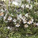 Sivun Euphrasia alsa F. Muell. kuva