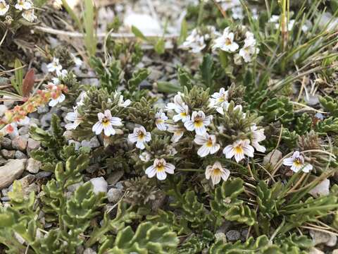 Image of Euphrasia alsa F. Muell.