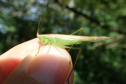 Image of Conocephalus (Conocephalus) conocephalus (Linnaeus 1767)