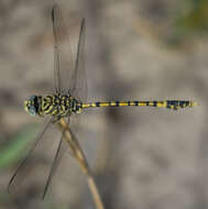 صورة Ictinogomphus dundoensis Pinhey 1961