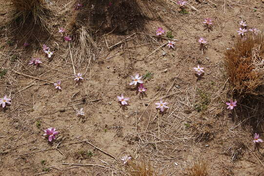 Imagem de Zephyranthes andina (R. E. Fr.) Traub