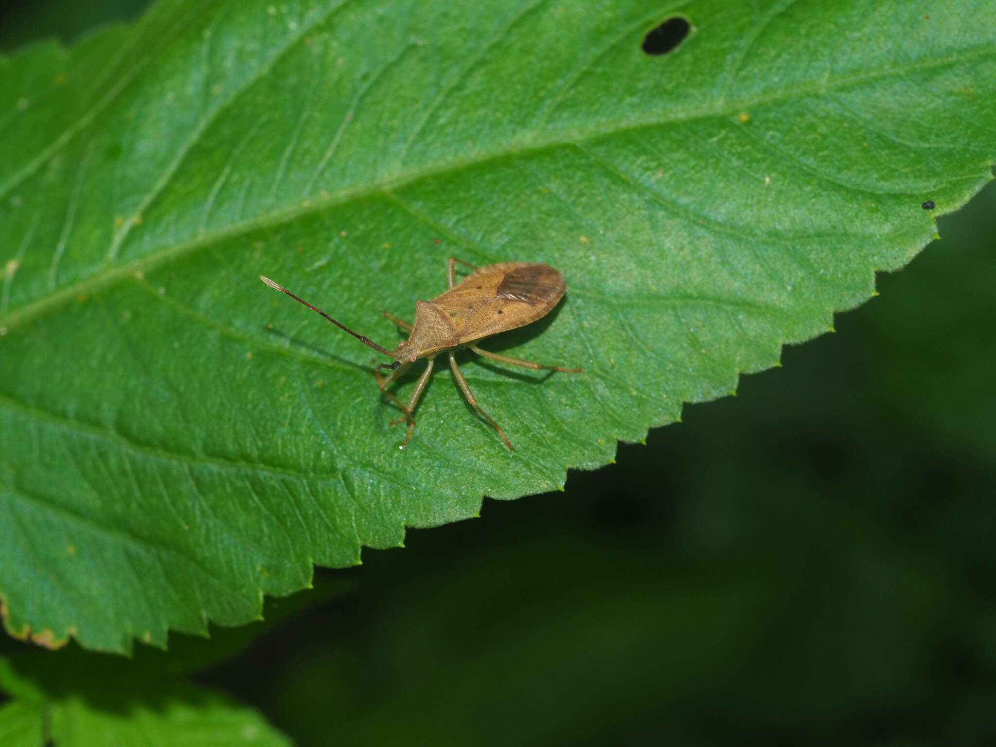 Plancia ëd Homoeocerus (Tliponius) unipunctatus (Thunberg 1783)