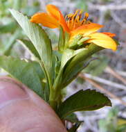 Image of Bidens clarendonensis Britt.