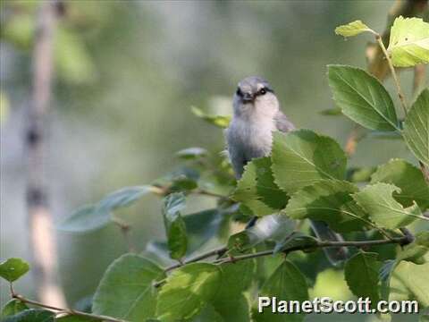 Image of Azure Tit