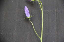 Image of Campanula collina Sims