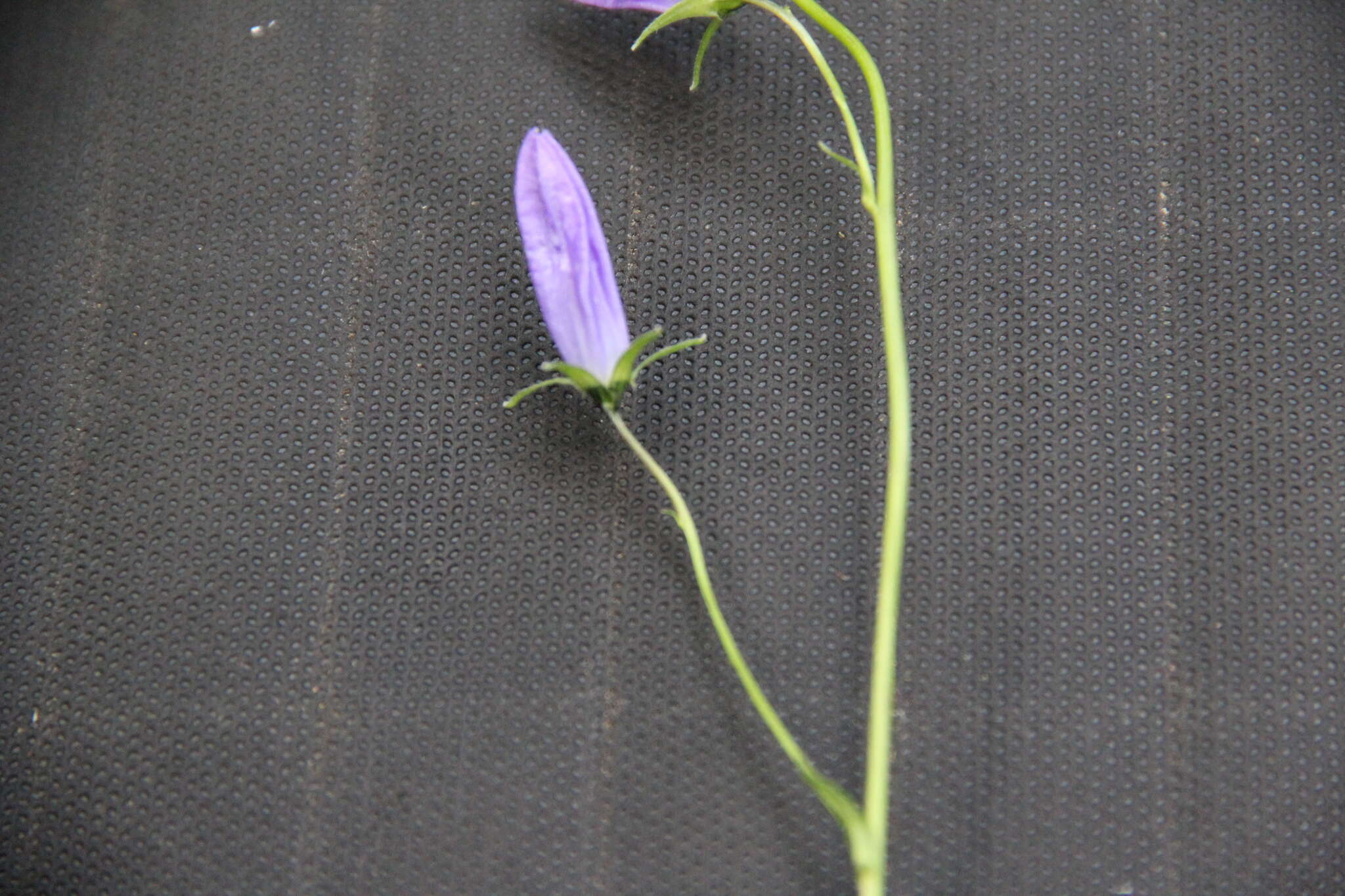 Image of Campanula collina Sims