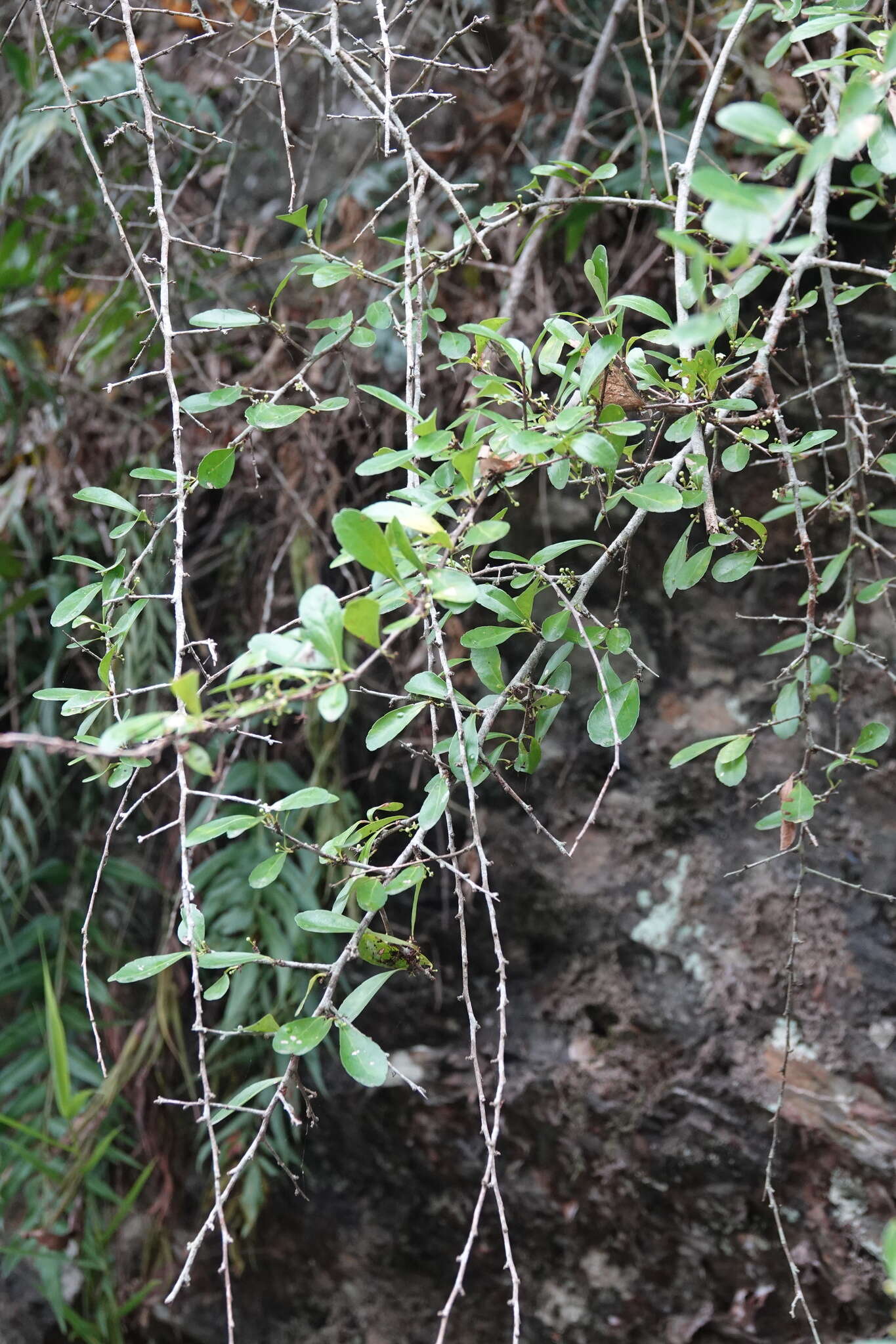 Image of Gymnosporia diversifolia Maxim.