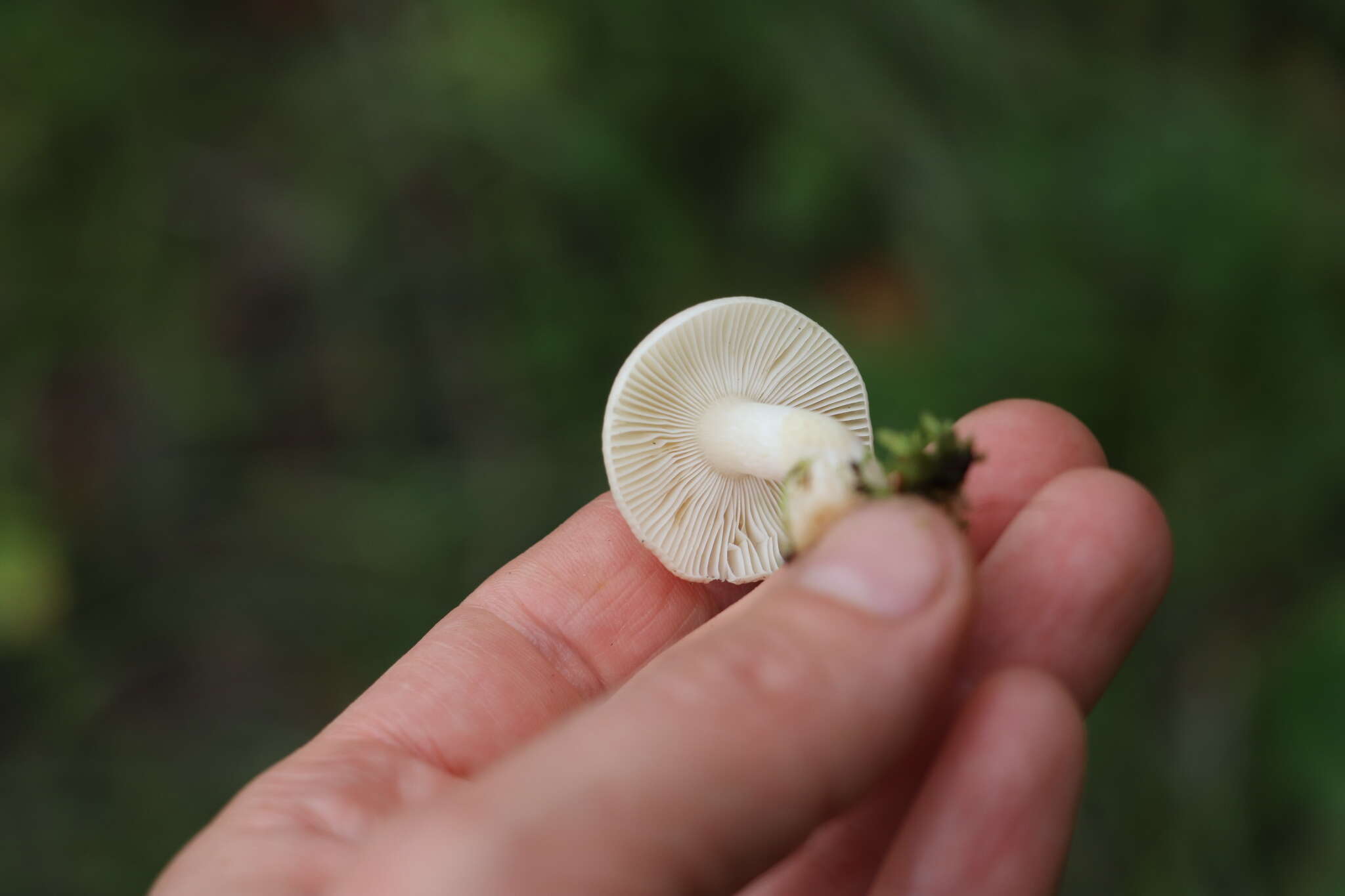 Image of Russula betularum Hora 1960