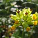 Image of Primula veris subsp. canescens (Opiz) Lüdi